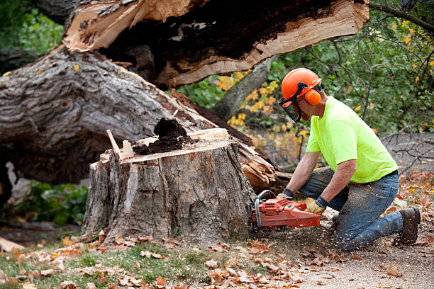 Professional Tree Service in Tanglewilde, WA